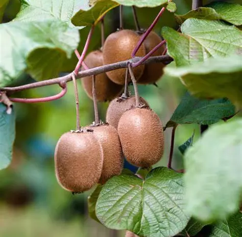 Киви Хейворд (Actinidia deliciosa Hayward)- фото № 1