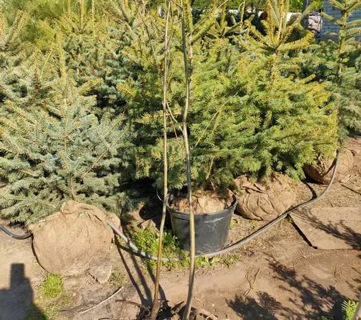Саджанці липы і горобини ВКС та ЗКС- фото № 1