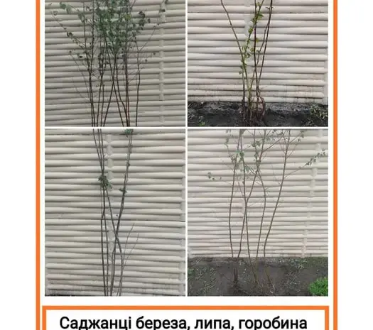 Саджанці берези, горобини, липи- фото № 1