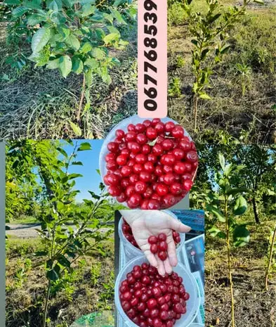 Саженцы каштана , вишни , шелковицы , сливы- фото № 1