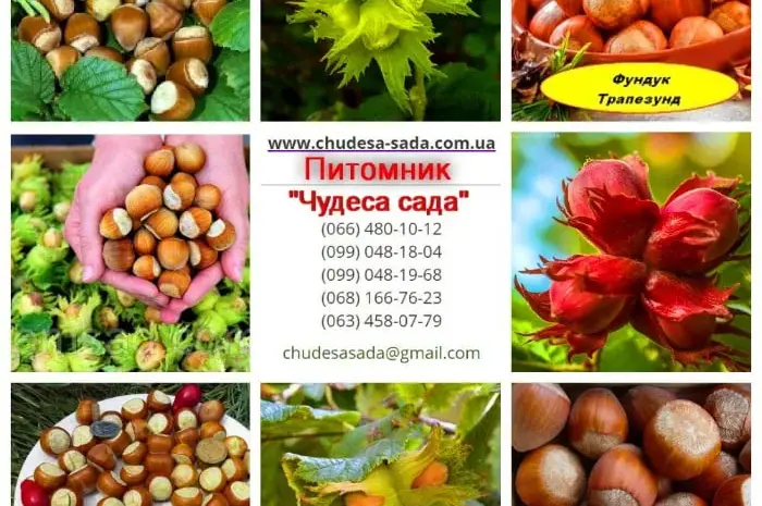 Высококачественные саженцы лещины,фундук, миндаль- фото № 1