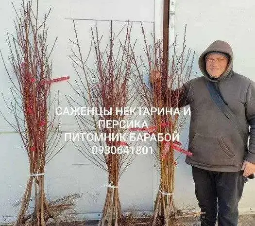 Персик, Персик Инжирный, Нектарин. ОПТ и Розница- фото № 1