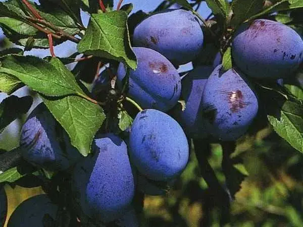 Пропонуємо саджанці - слив, диплоїдних- фото № 1