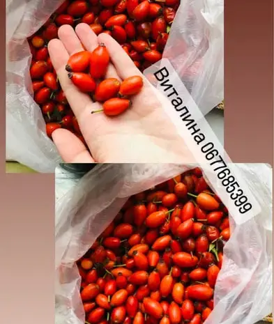 Саженцы шиповника, злаковые «элимус песчаный»- фото № 1