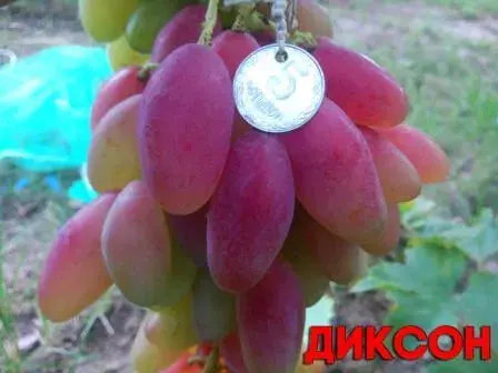 Черенки ( Чубуки) винограда- фото № 1