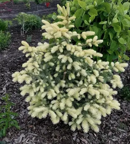 Ялина колюча Біалобок (picea pungens Bialobok)- фото № 1