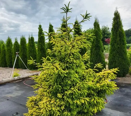 Ялина східна Скайлендс (picea orientalis Skylanbs)- фото № 1