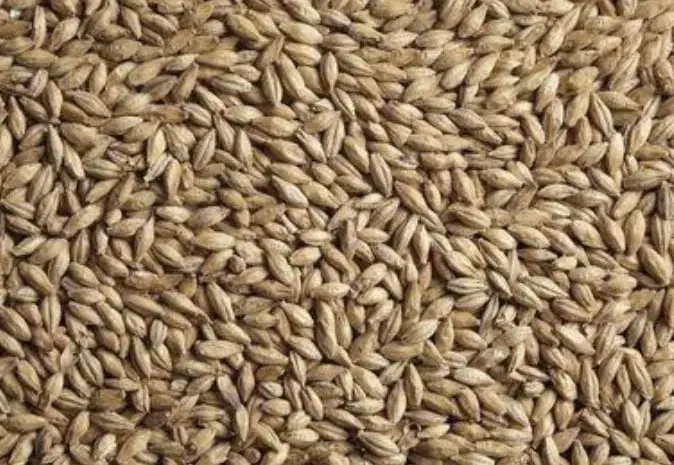 Продам посівний третікале 2 репродукції- фото № 1