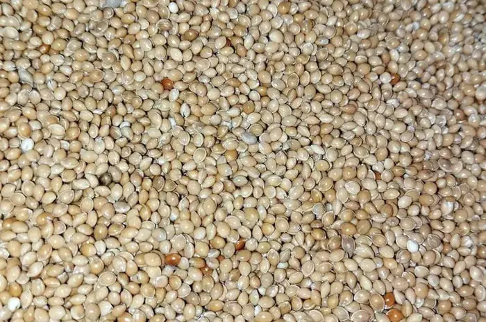 Продам насіння просо жовте, червоне, чорне, біле- фото № 1