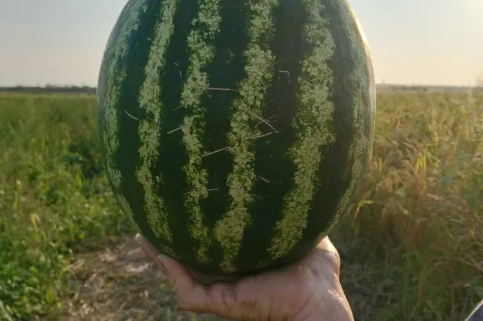 Продам кавун оптом- фото № 3