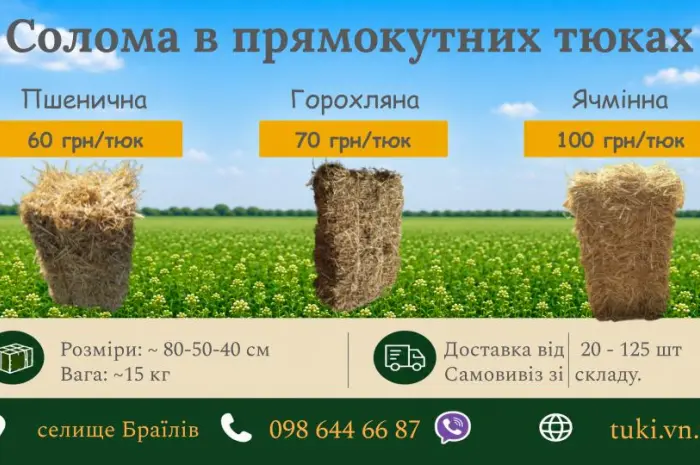 Солома пшеничная, ячменная, гороховая в тюках 2026- фото № 3