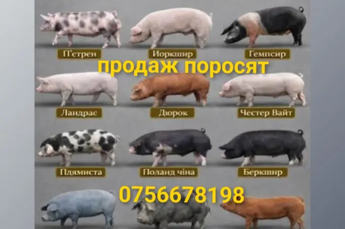 Продам поросят дюрок ландрас петрен ф1- фото № 1