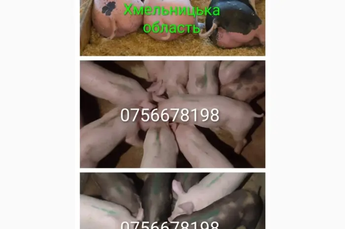 Продам поросят петрен дюрок кантор велика біла макстер- фото № 1