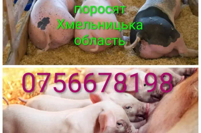 Продам поросят петрен дюрок кантор велика біла макстер- фото № 2