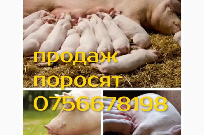 Продам поросят петрен дюрок кантор велика біла макстер- фото № 3