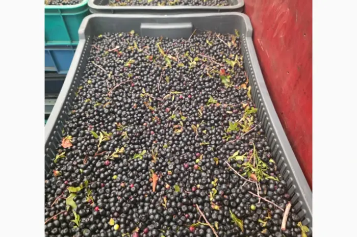 Продам чорницю свіжу- фото № 2