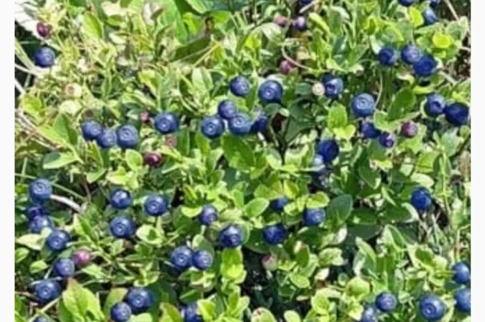 Куплю чорницю- фото № 1