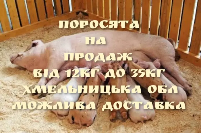 Продам поросят- фото № 1