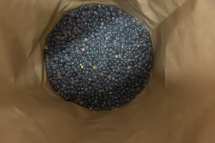 Продам чорну смородину оптом б клас- фото № 4