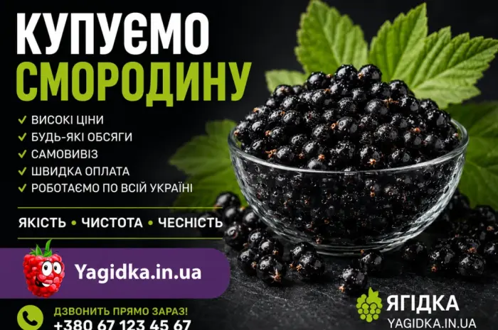Купуємося смородину- фото № 1