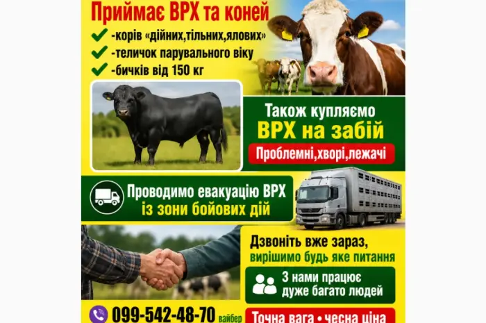 Закуповуємо ВРХ у населення та господарств- фото № 1