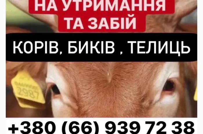 Ферма закуповує ВРХ- фото № 1