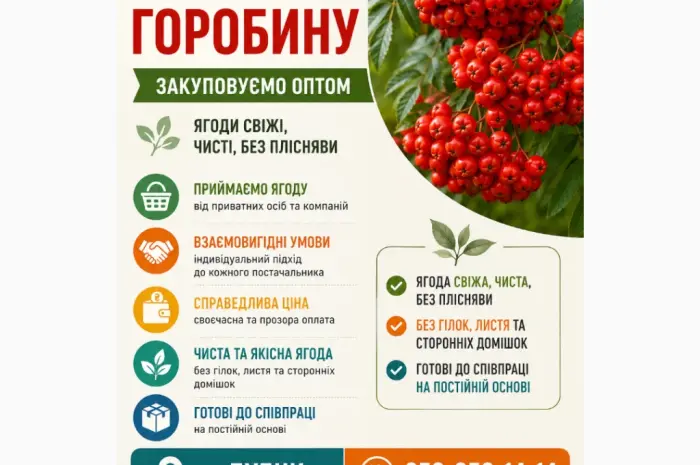 Закуповуємо горобину свіжу- фото № 1