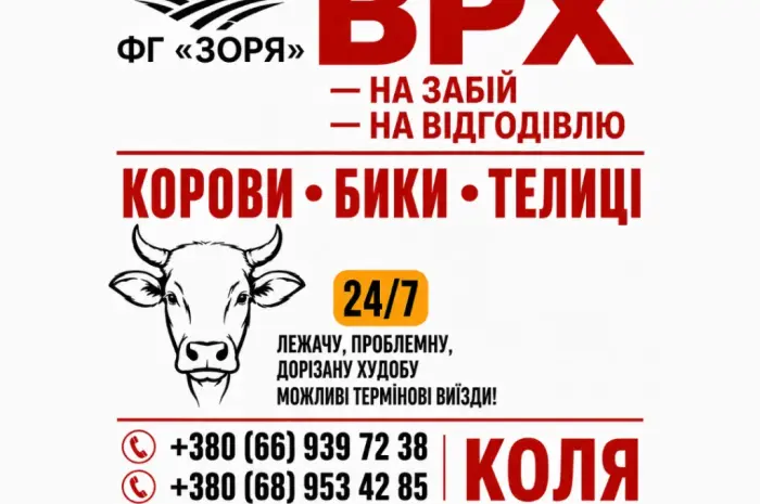 Закупівля Корів- фото № 1