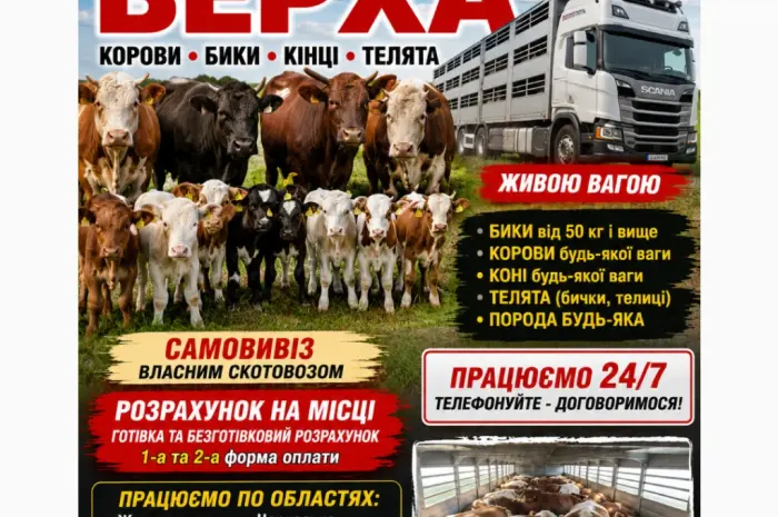 ВРх. Бики телята корови санбрак- фото № 1