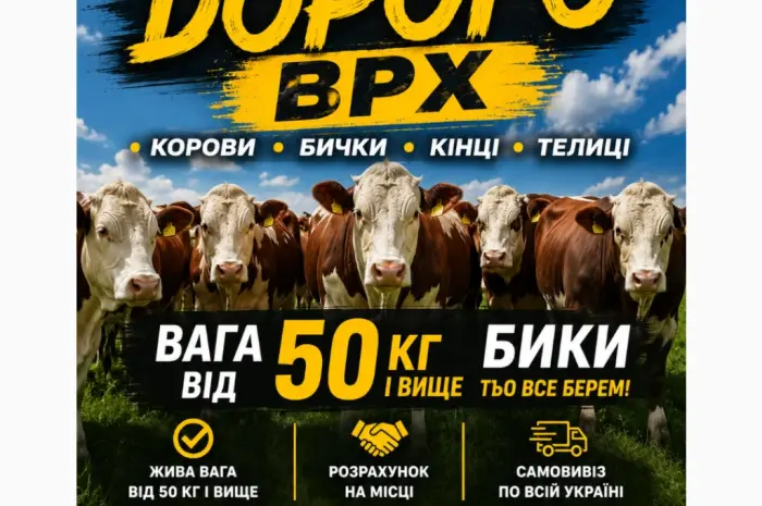 Закупляемо ВРХ дорого коров- фото № 1