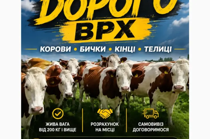 Бики корови нетелі закупляемо всій Україні дорого- фото № 1