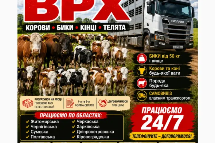 Купити Велику Рогату Худобу : Корови. Бичок. Телиці. Коні. На М'ясо Та На Тримання- фото № 1