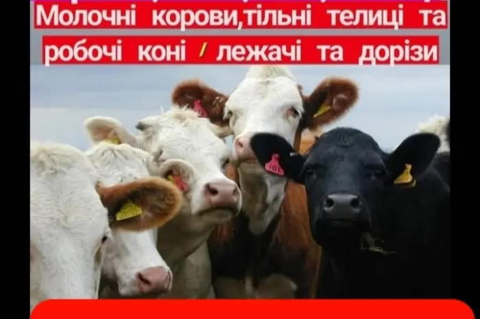 Врх на тримання- фото № 1