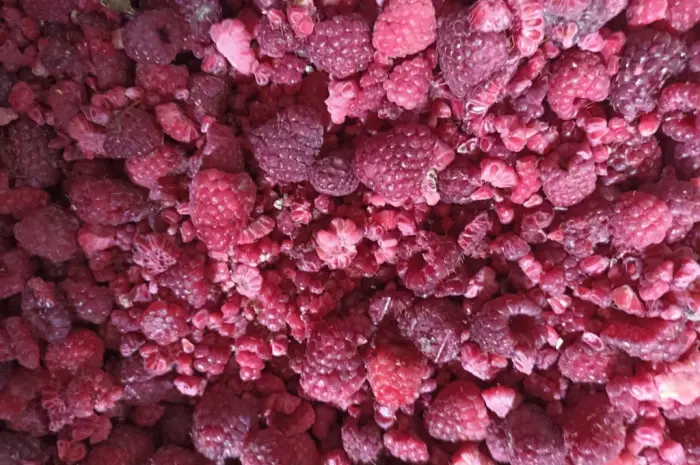 Продам малину гриз- фото № 2