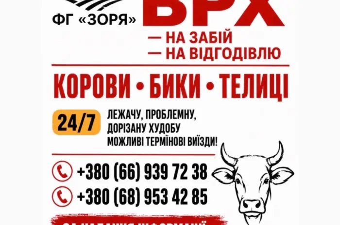 Закупівля ВРХ- фото № 1