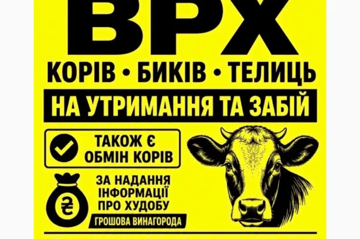 Закупівля корів- фото № 1