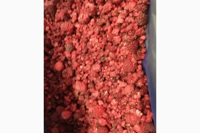 Продам малину грис- фото № 1