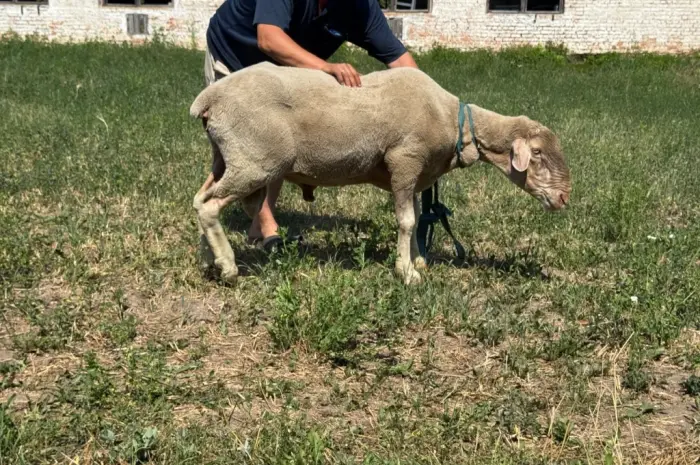 Продам племінного барана породи Меріноландшаф- фото № 2