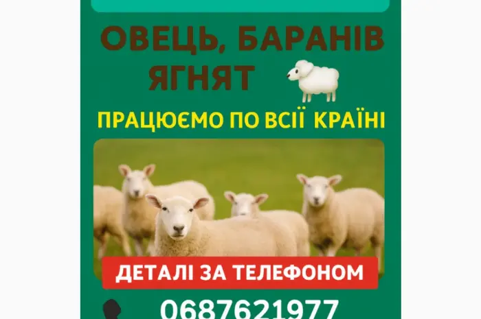 Купую вівці барани ягнята- фото № 1