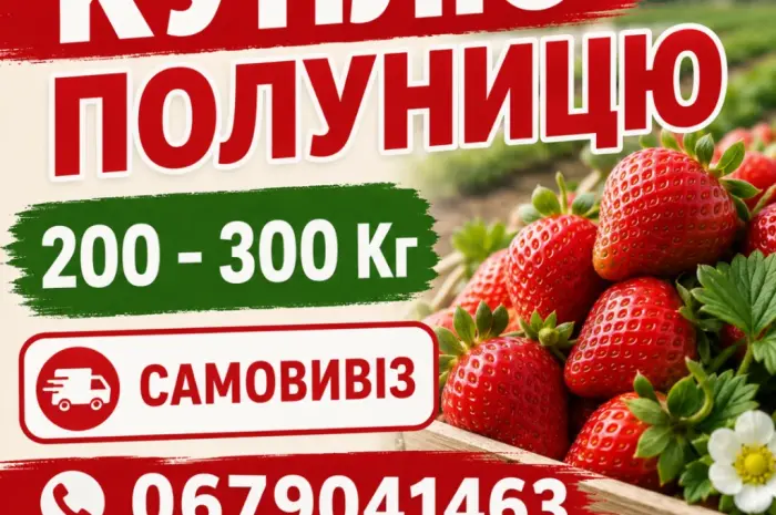 Куплю полуницю на постійній основі 200-600 кг- фото № 2