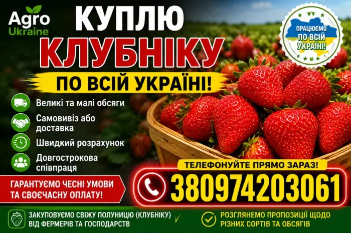 Куплю клубнику по всі Україні в любому обʼємі- фото № 1