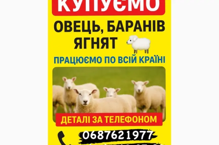 Куплю Вівці Барани Ягнята- фото № 1