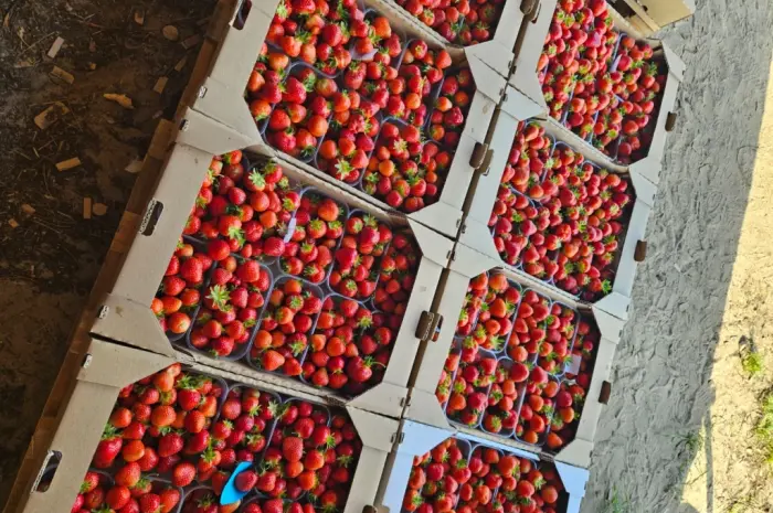 Продам свіжу полуницю- фото № 1