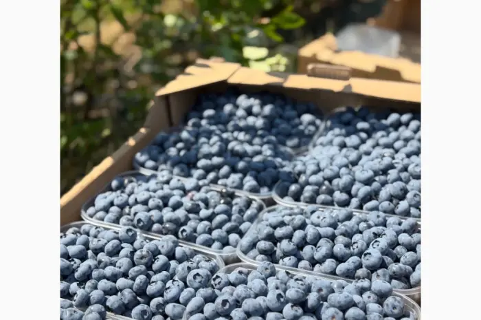 Продам лохину сортів Дюк- фото № 1