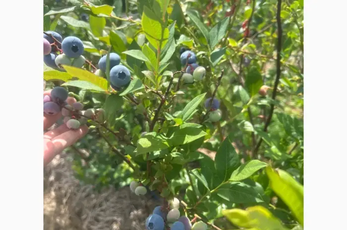 Продам ягоду лохини гурт/роздріб- фото № 5