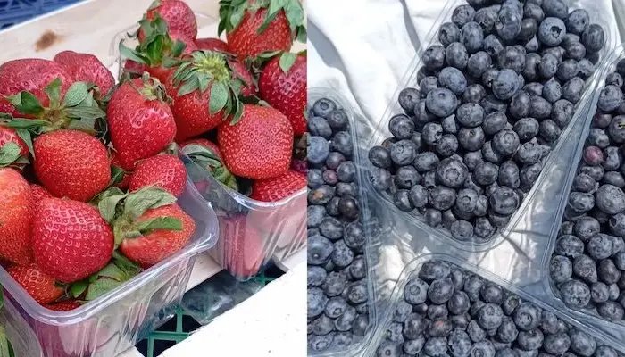 Продаж свіжої полуниці та лохини- фото № 1