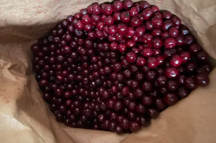 Продам вишню- фото № 1