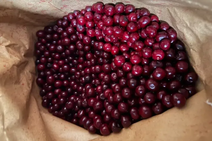 Продам вишню- фото № 2