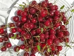 Куплю вишню садову опт від 5 тонн Дніпропетровська обл- фото № 1