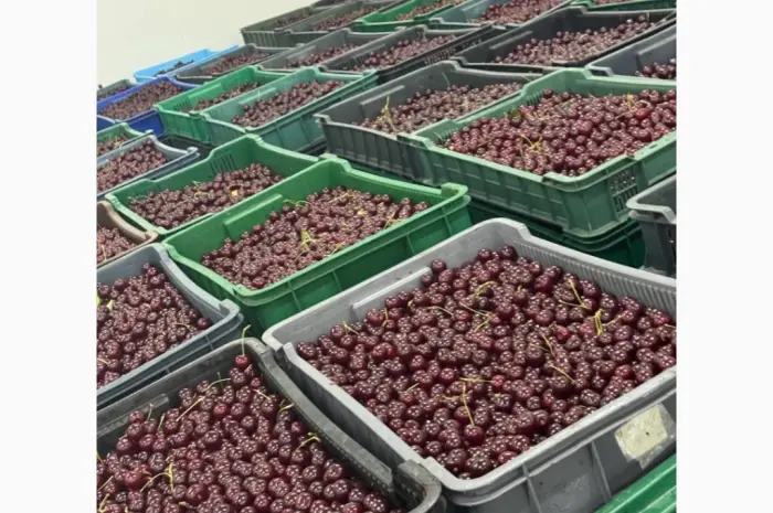 Продам вишню охолоджену крупним оптом (з холодильника- фото № 4